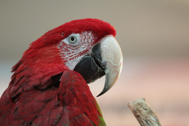 ABF_2013   015.jpg
